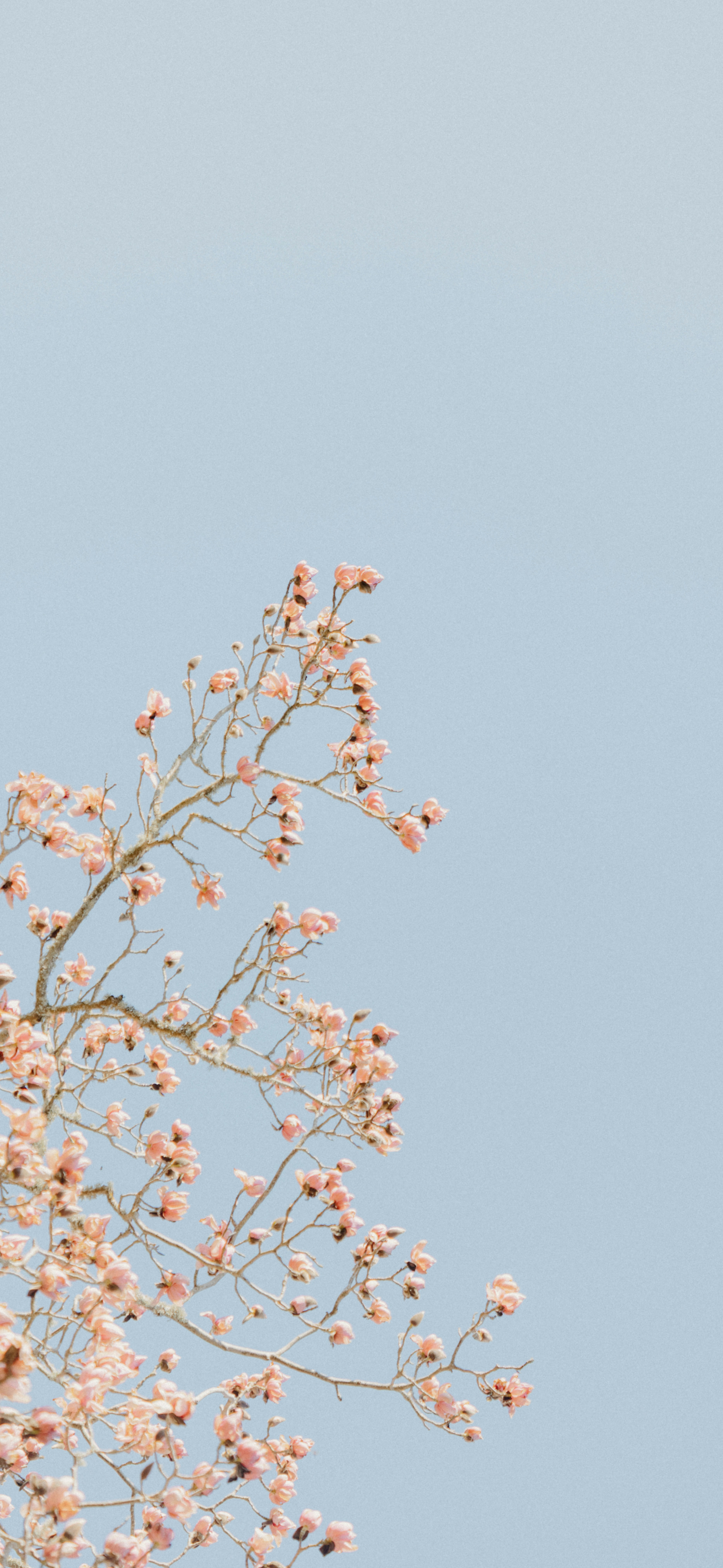 pastel blue sky pink blossom branches