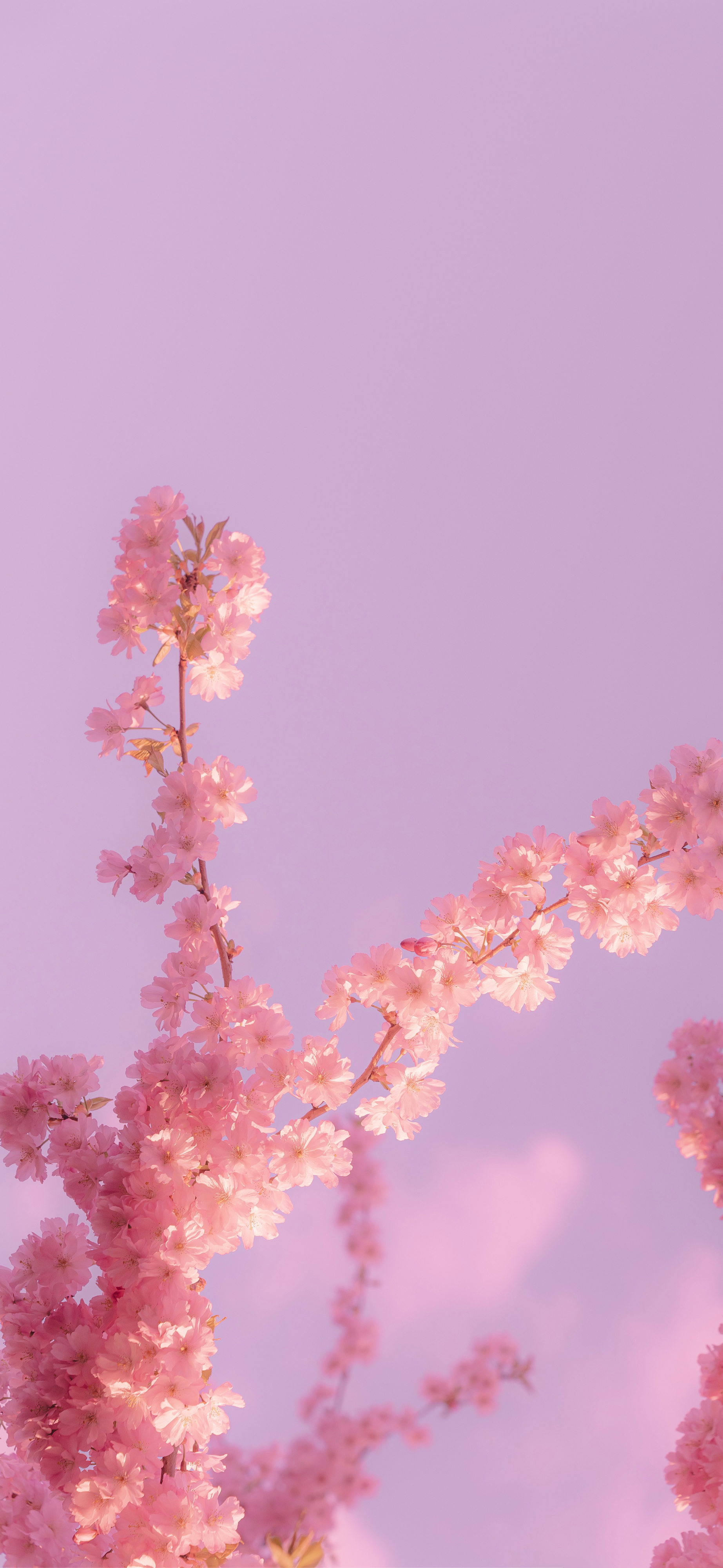 pink cherry blossom lavender sky