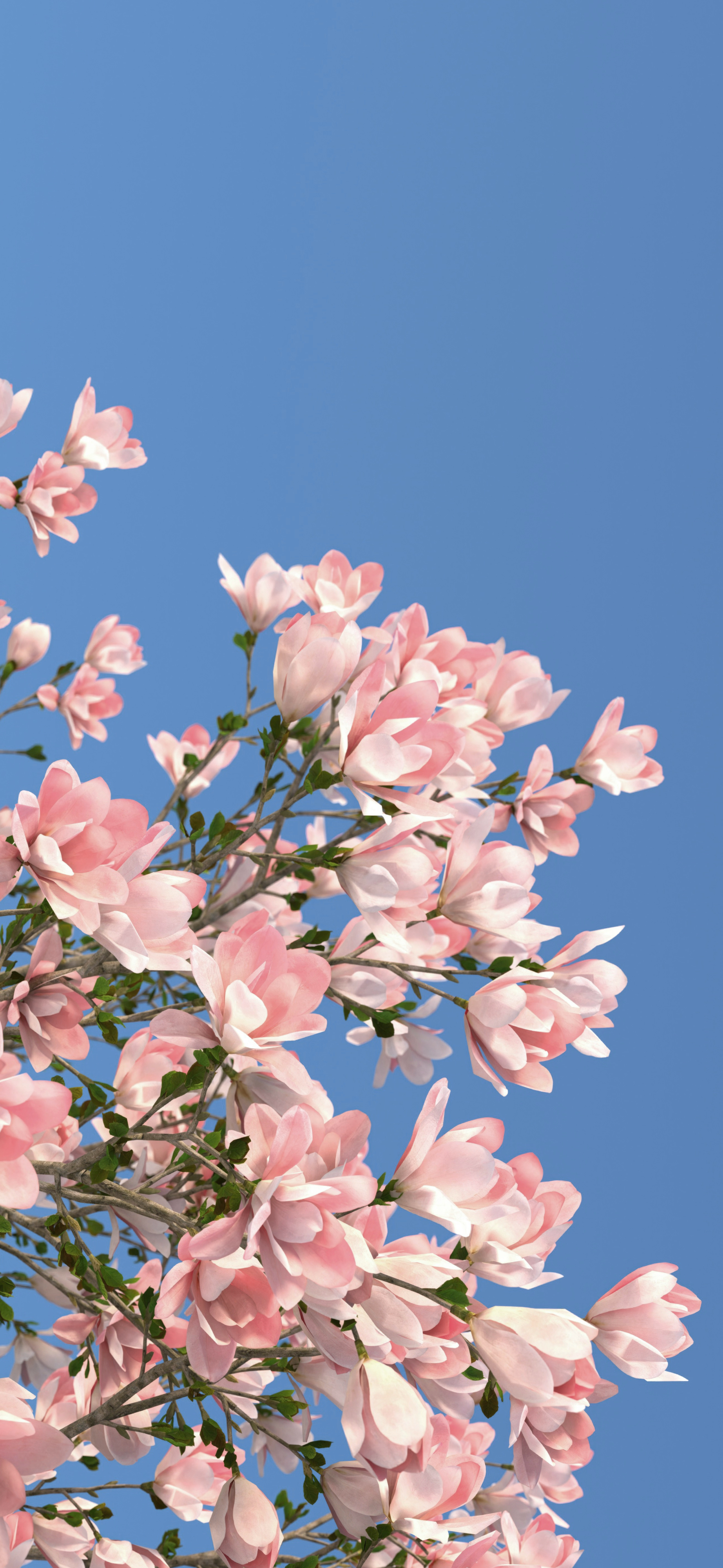pink magnolia blossoms blue sky spring
