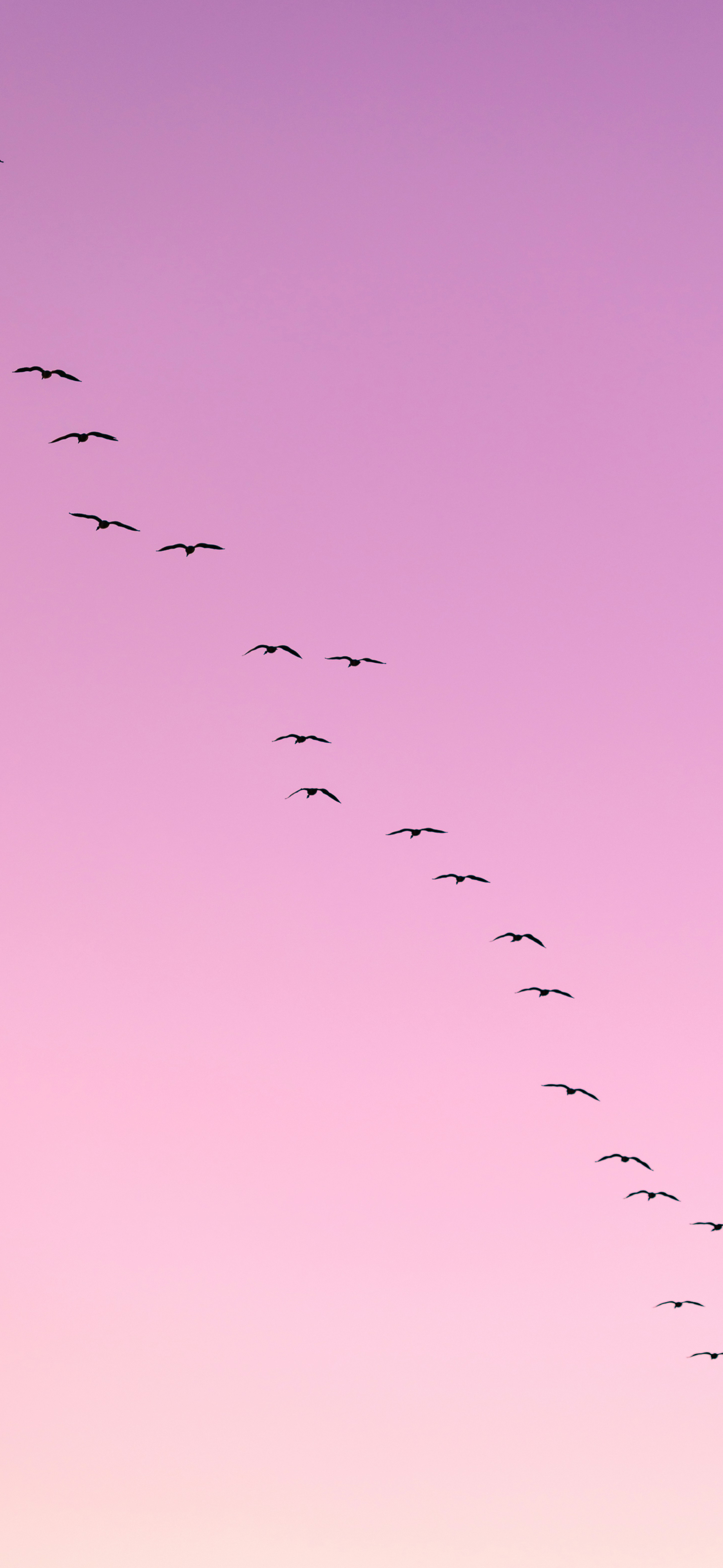 pink purple gradient birds silhouette