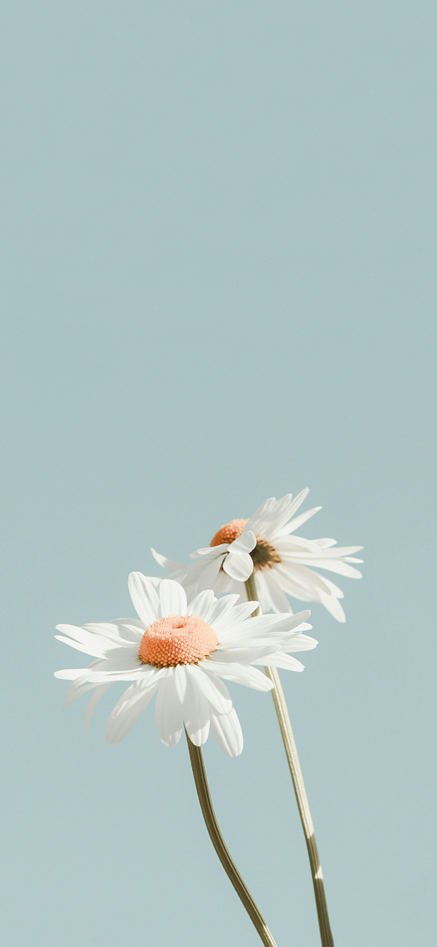 soft blue white daisy minimal