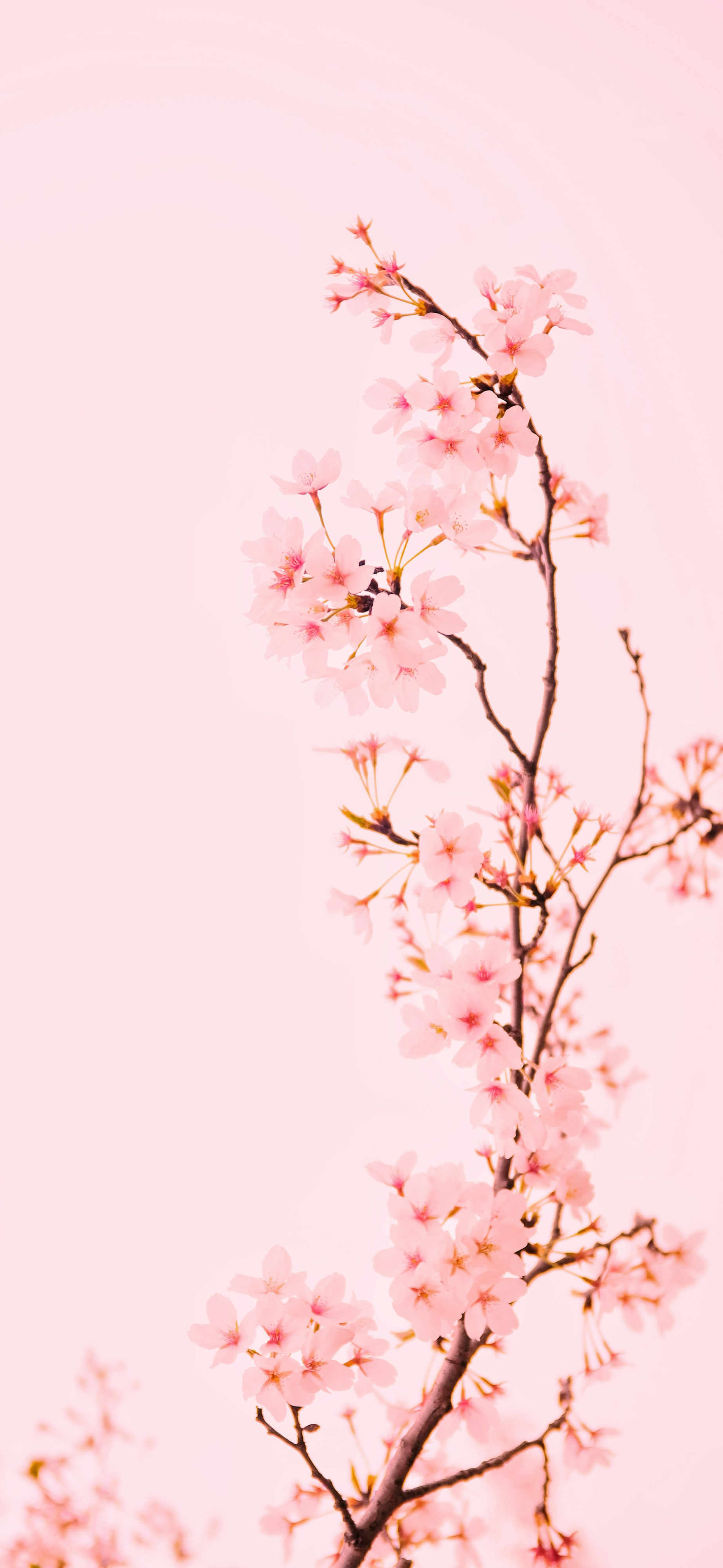 soft pink cherry blossom branch