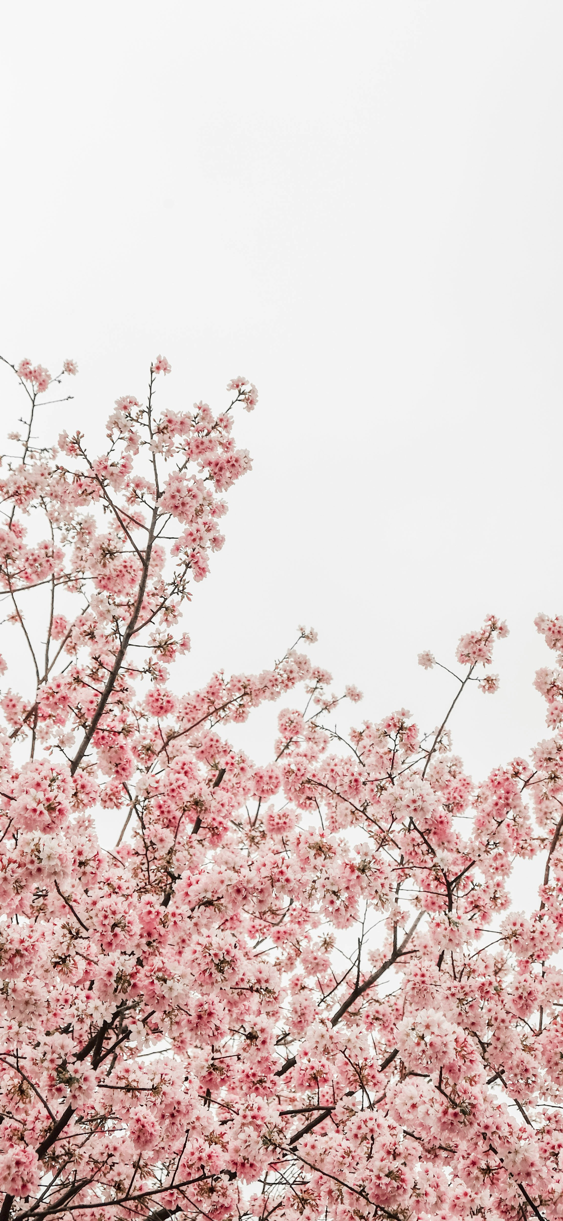 soft pink cherry blossom white sky