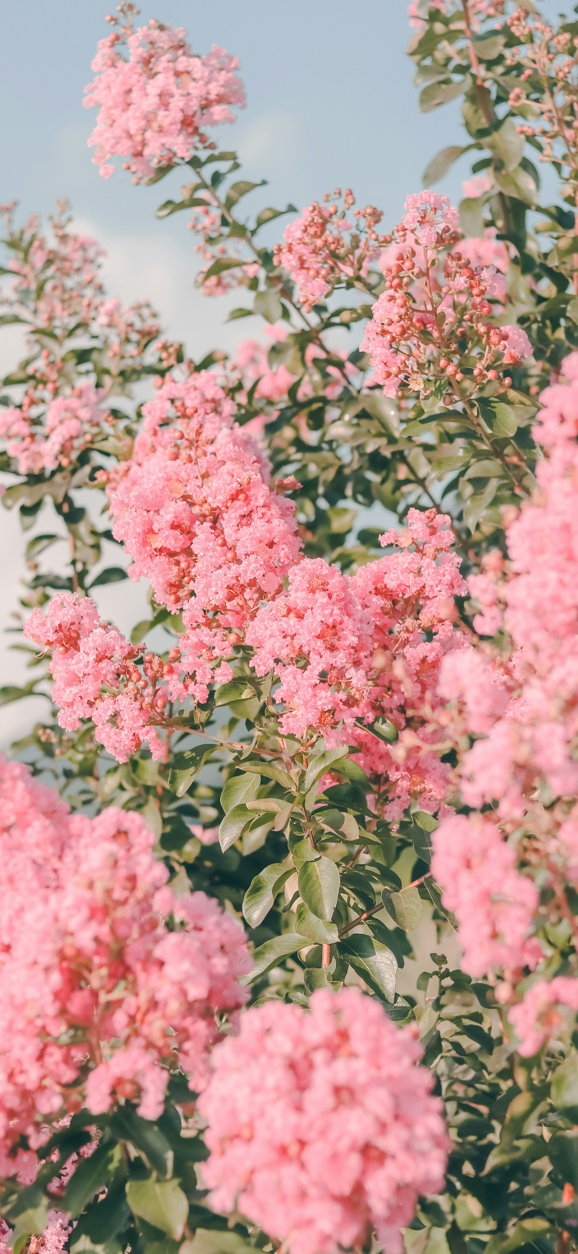 soft pink crepe myrtle blooms