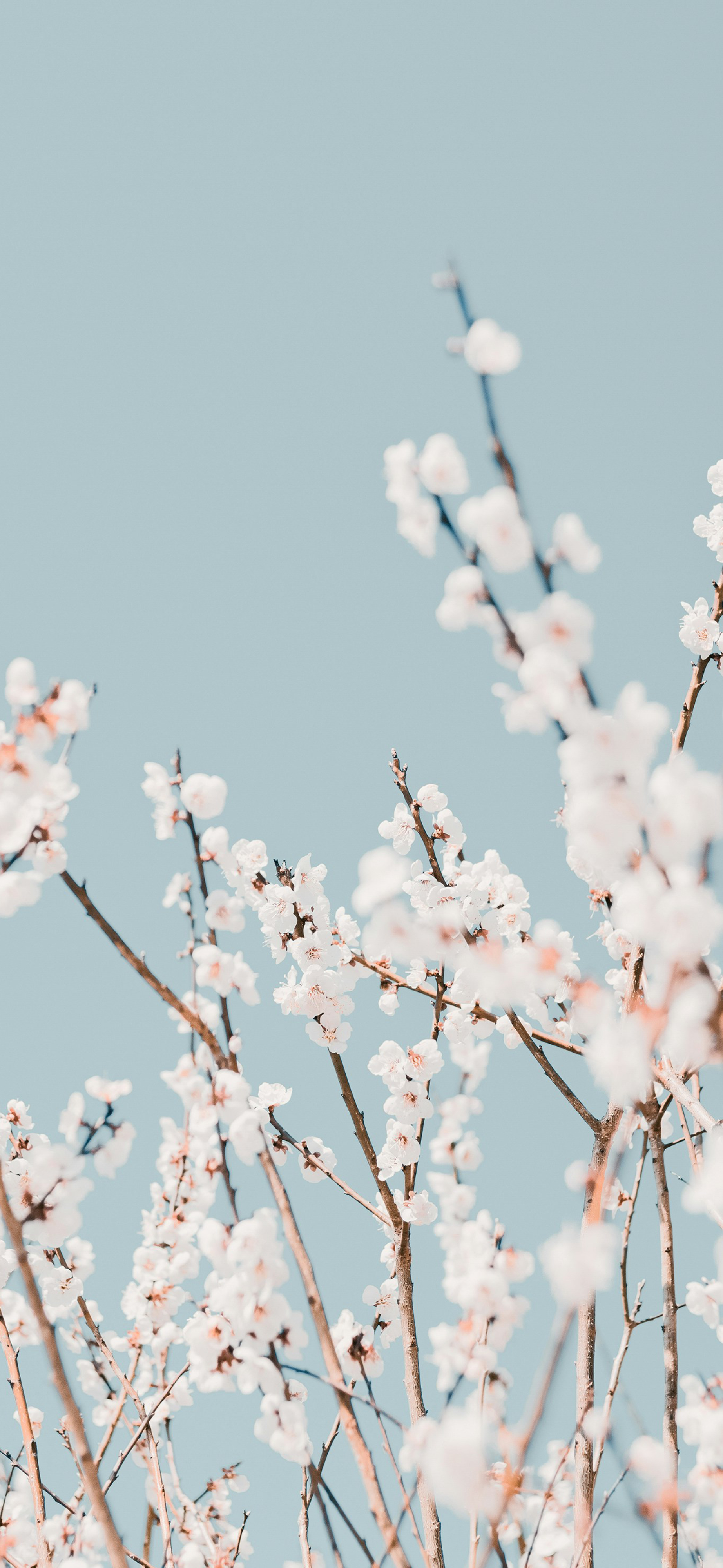 white cherry blossom soft blue sky