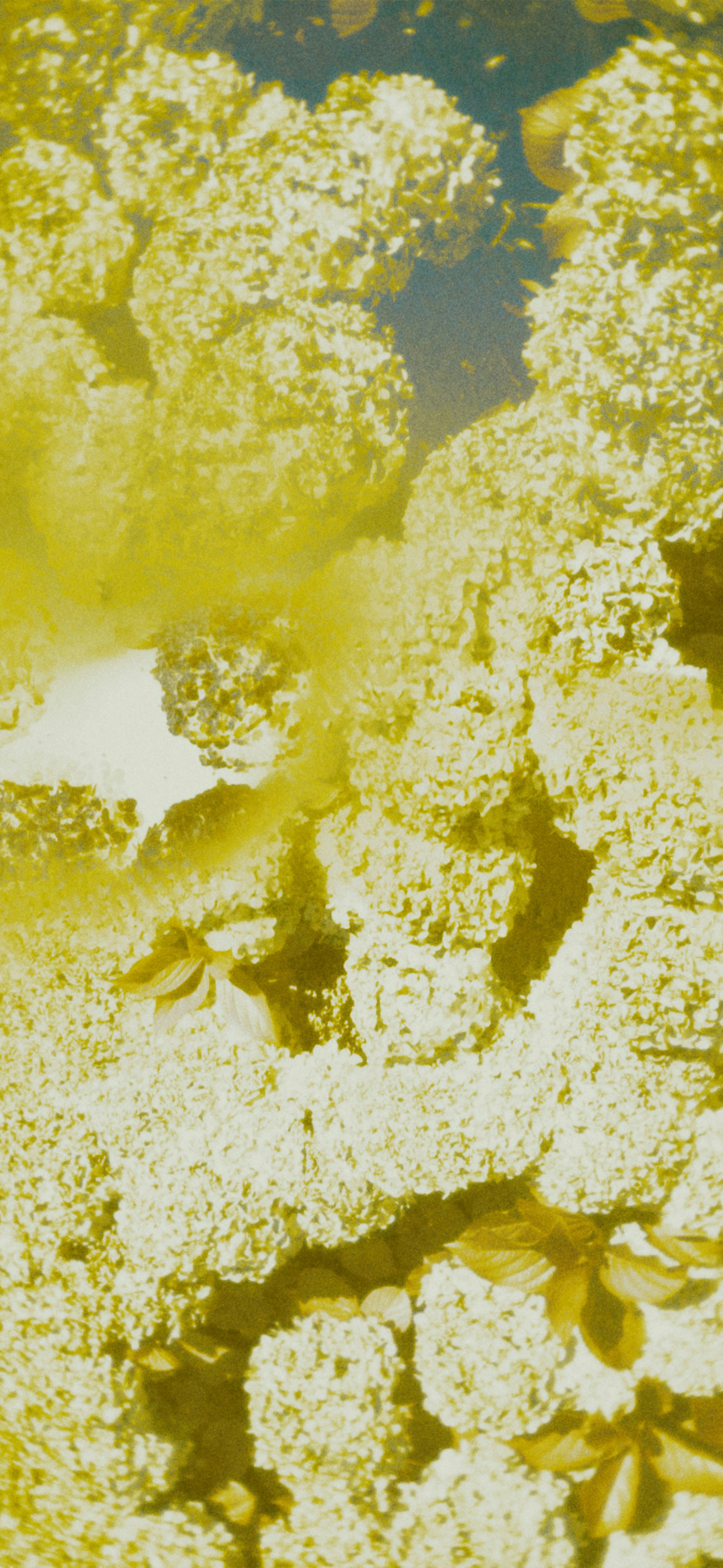 yellow toned hydrangea blooms dreamy
